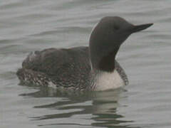 Red-throated Loon