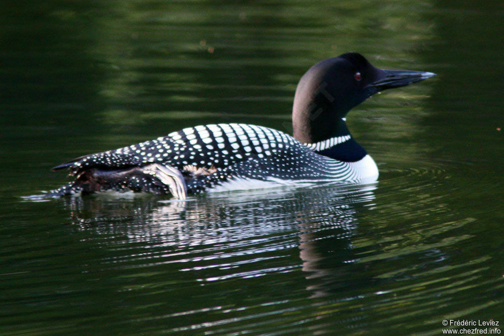 Plongeon imbrinadulte nuptial, identification