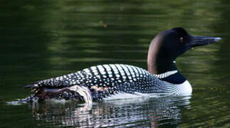 Plongeon imbrin