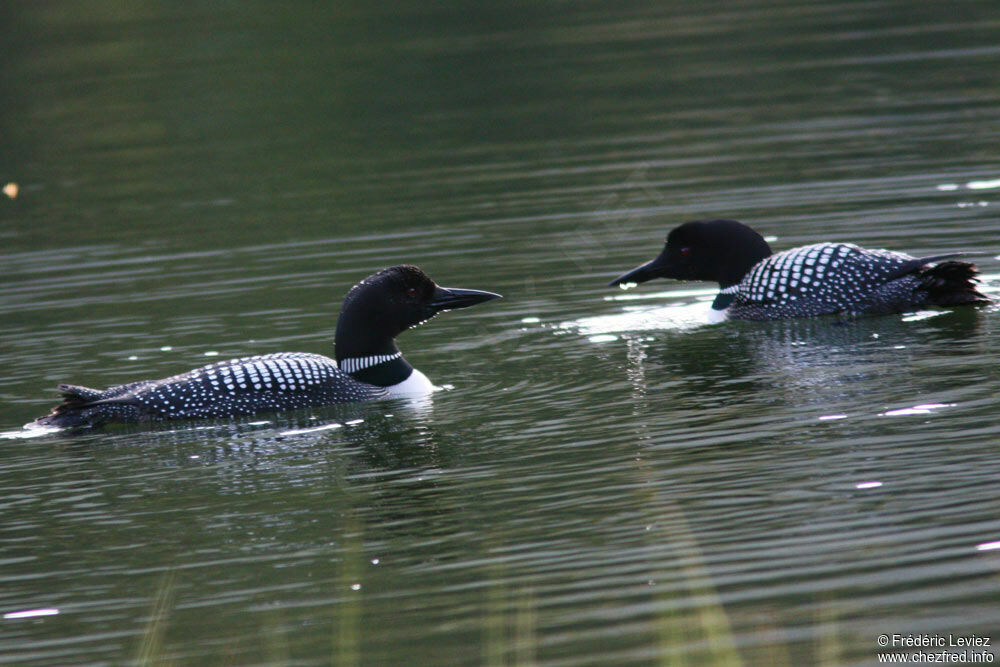 Plongeon imbrin , identification