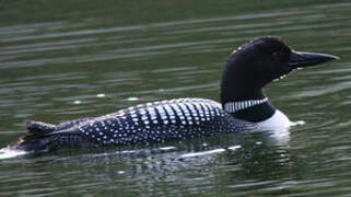 Common Loon