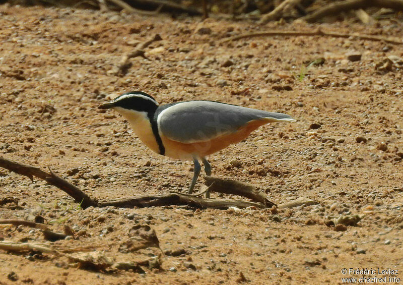 Pluvian fluviatileadulte, identification, portrait