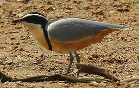 Egyptian Plover