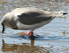 Magellanic Plover