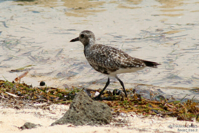 Grey Ploveradult post breeding