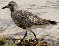 Grey Plover