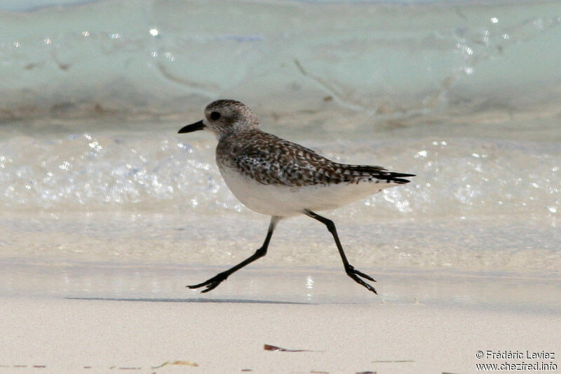 Grey Ploveradult post breeding