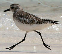 Grey Plover