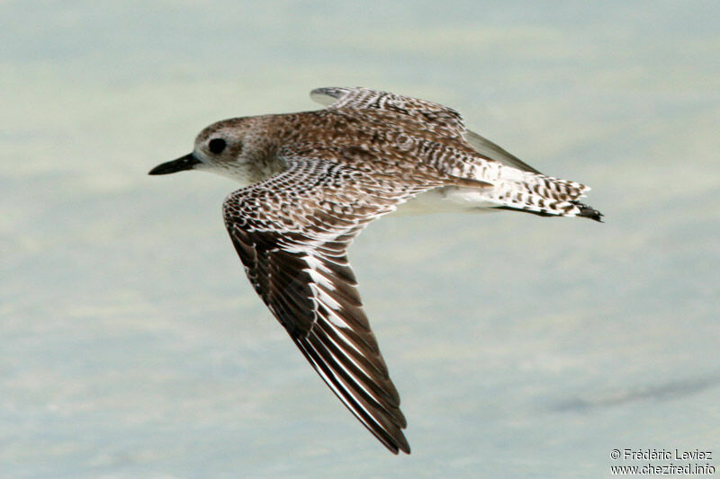 Grey Ploveradult post breeding