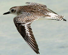 Grey Plover