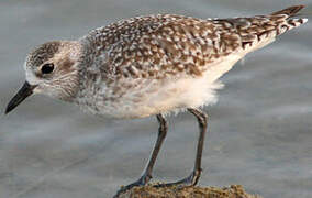 Grey Plover