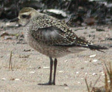 American Golden Plover