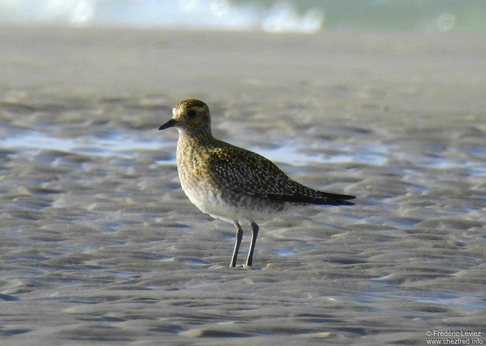 European Golden Plover, identification, close-up portrait