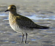 European Golden Plover