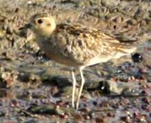 Pacific Golden Plover