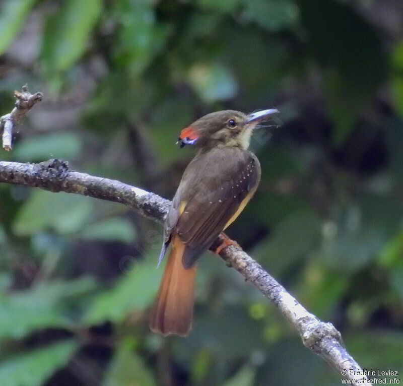 Tropical Royal Flycatcheradult