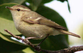 Yellow-browed Warbler