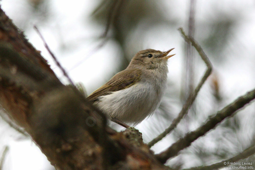 Western Bonelli's Warbler male adult, identification, song