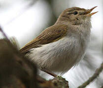 Western Bonelli's Warbler