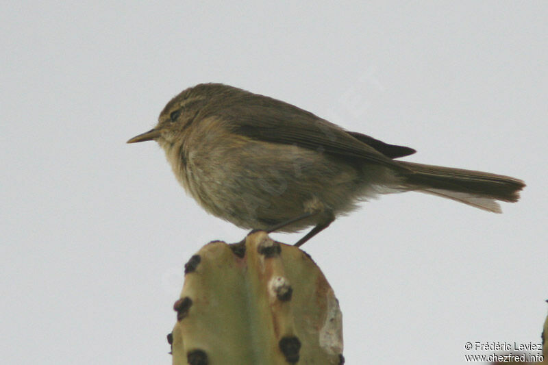 Canary Islands Chiffchaffadult