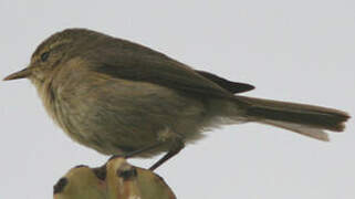 Canary Islands Chiffchaff