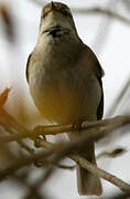 Willow Warbler