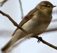 Willow Warbler