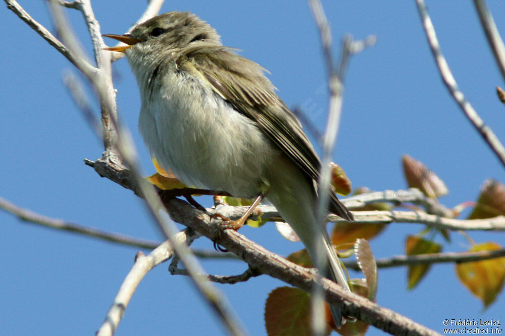 Pouillot fitis mâle adulte, identification, chant