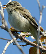 Willow Warbler