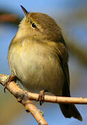 Common Chiffchaff