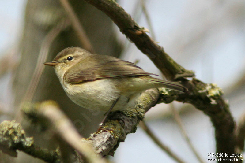 Pouillot véloceadulte