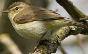 Common Chiffchaff