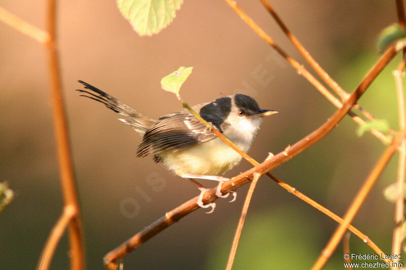 Prinia bifasciéeadulte