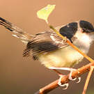 Prinia bifasciée