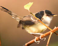 Prinia bifasciée