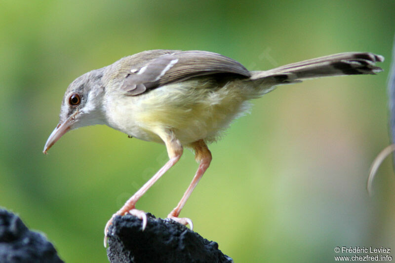 Prinia bifasciéeadulte