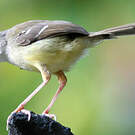 Prinia bifasciée