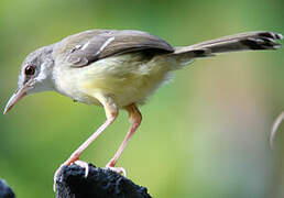 Bar-winged Prinia