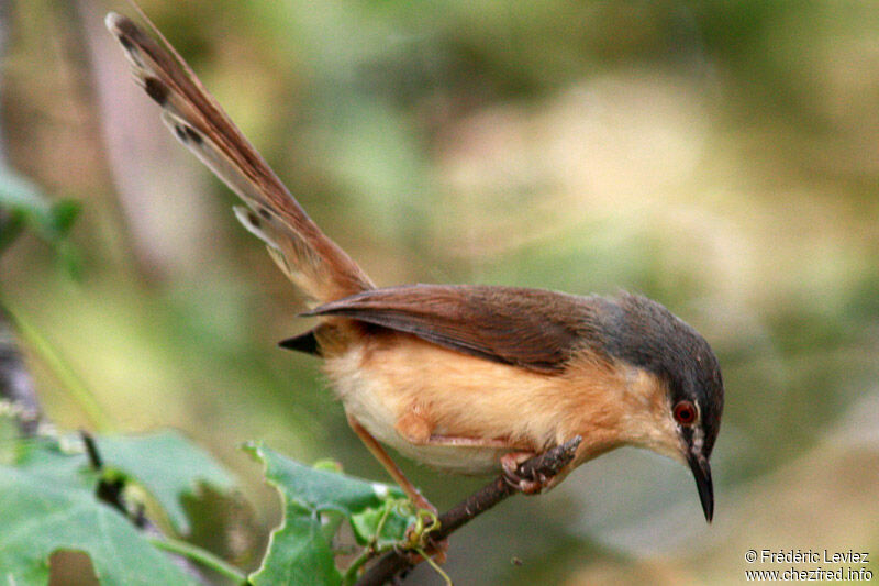 Prinia cendréeadulte internuptial, identification