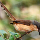 Prinia cendrée
