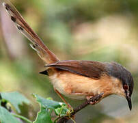 Ashy Prinia