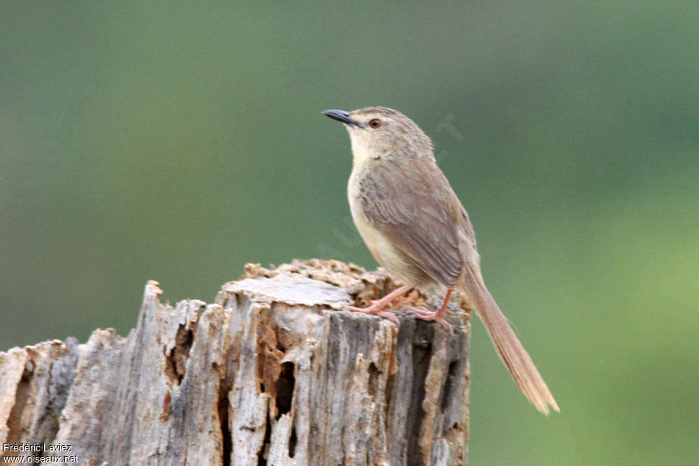 Brown Prinia, identification