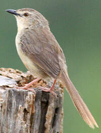 Prinia des montagnes