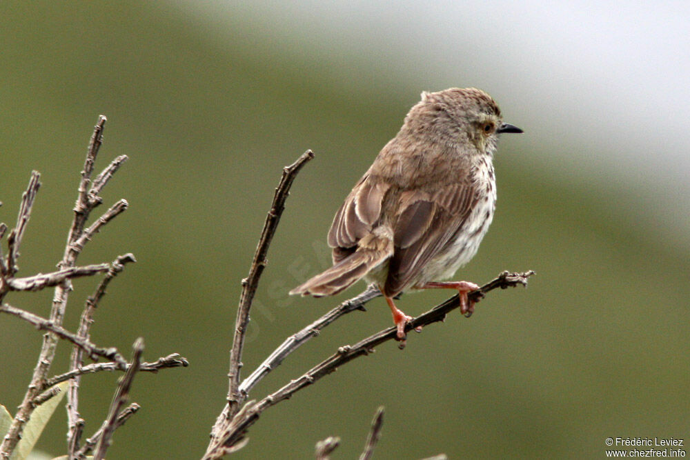 Prinia du Karrooadulte, identification