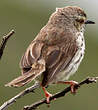 Prinia du Karroo