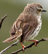 Karoo Prinia