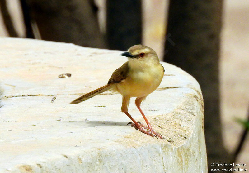 Prinia modesteadulte, identification, portrait