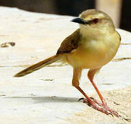 Tawny-flanked Prinia