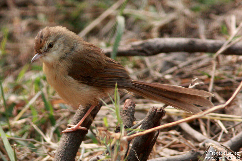 Prinia simple, identification