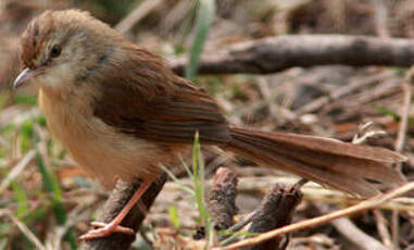 Prinia simple